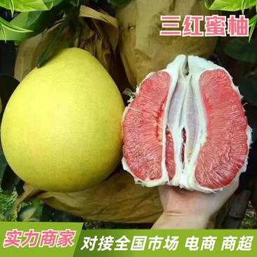 【热卖蜜柚】蜜柚湖北产地直红心白柚三红柚品种齐全电联