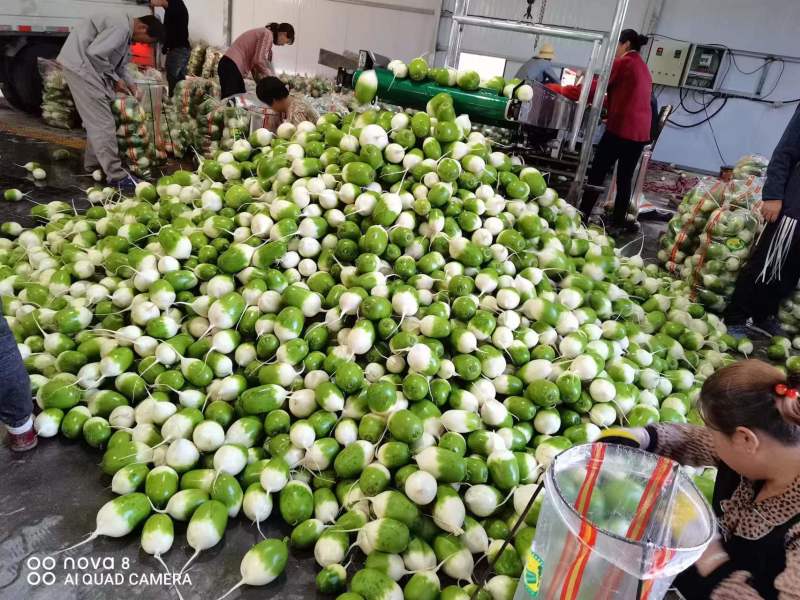 【萝卜】青萝卜精品白萝卜1到2斤大小匀称，整齐，颜色绿，