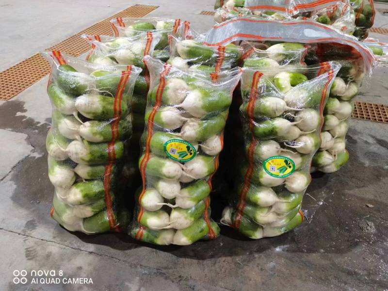 【萝卜】青萝卜精品白萝卜1到2斤大小匀称，整齐，颜色绿，