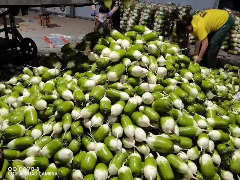 【萝卜】青萝卜精品白萝卜1到2斤大小匀称，整齐，颜色绿，