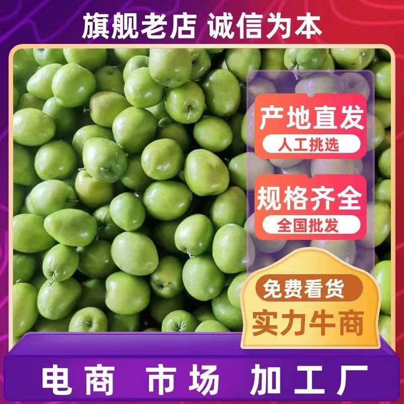 《精选》云南牛奶大青枣大量上市中产地发货量大从优