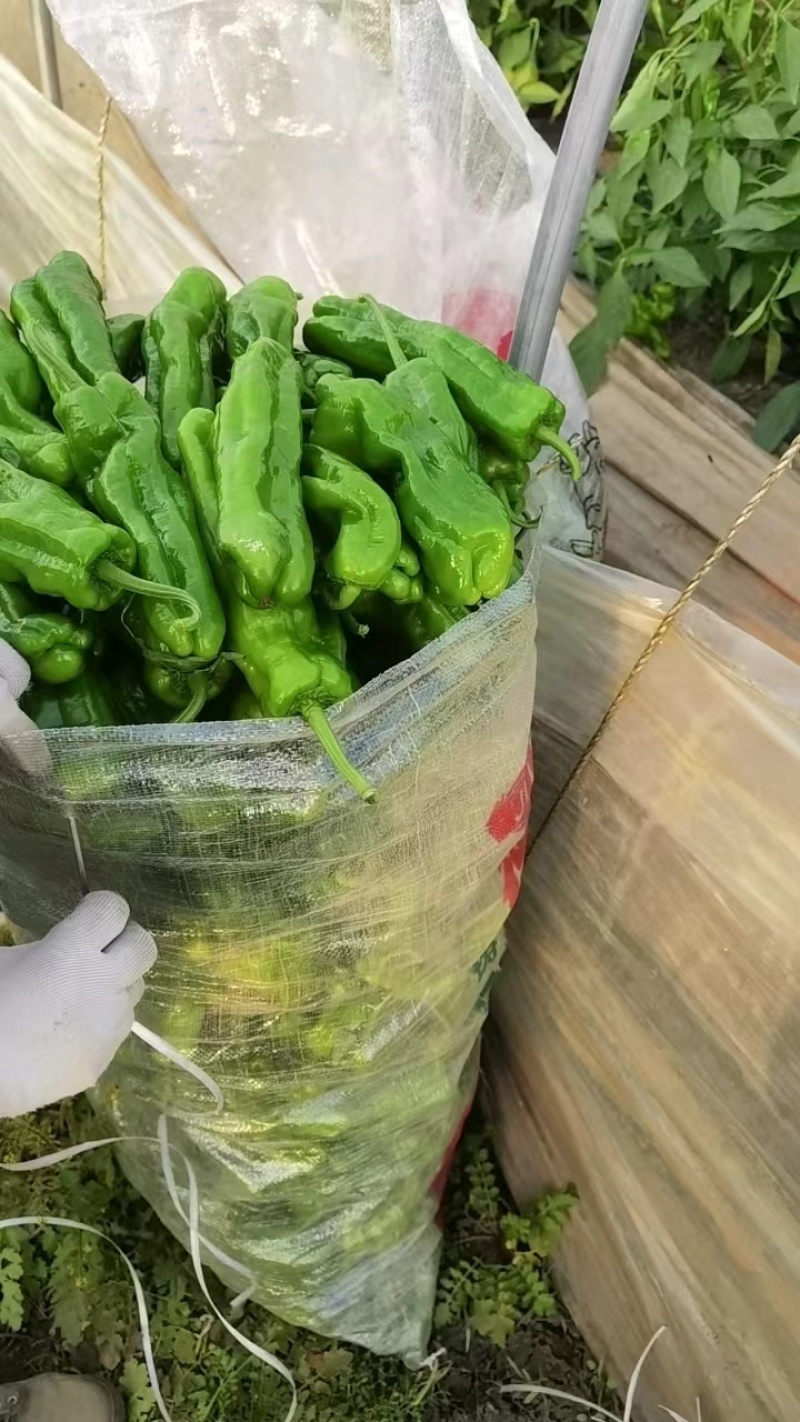【甄选】潼阳蔬果基地鲜辣椒现货上市中价优可视频看货欢迎