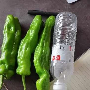 【精品】薄皮青辣椒大量上现摘现发，价优，保质保量欢迎