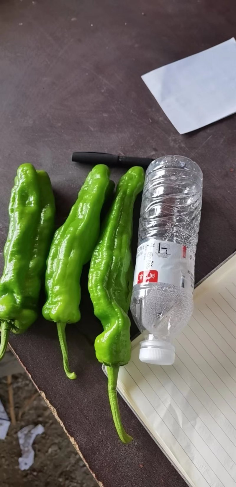 【精品】薄皮青辣椒大量上现摘现发，价优，保质保量欢迎