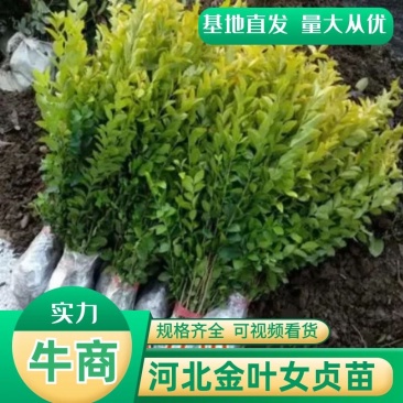 金叶女贞苗园林绿化庭院种植40~80公分基地直发价格优惠