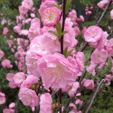 1.红榆叶梅，花开红艳，满树繁花超好看！花大色艳。