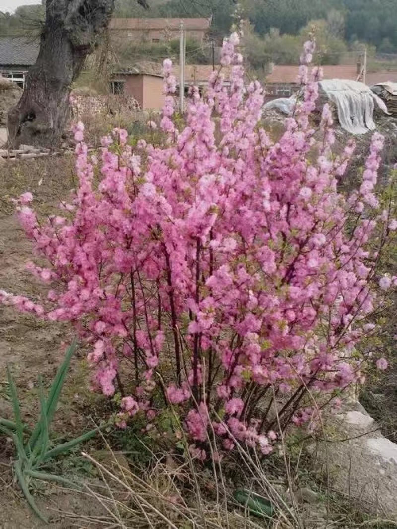 1.红榆叶梅，花开红艳，满树繁花超好看！花大色艳。