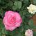 四季玫瑰玫瑰花源头产地成活率高