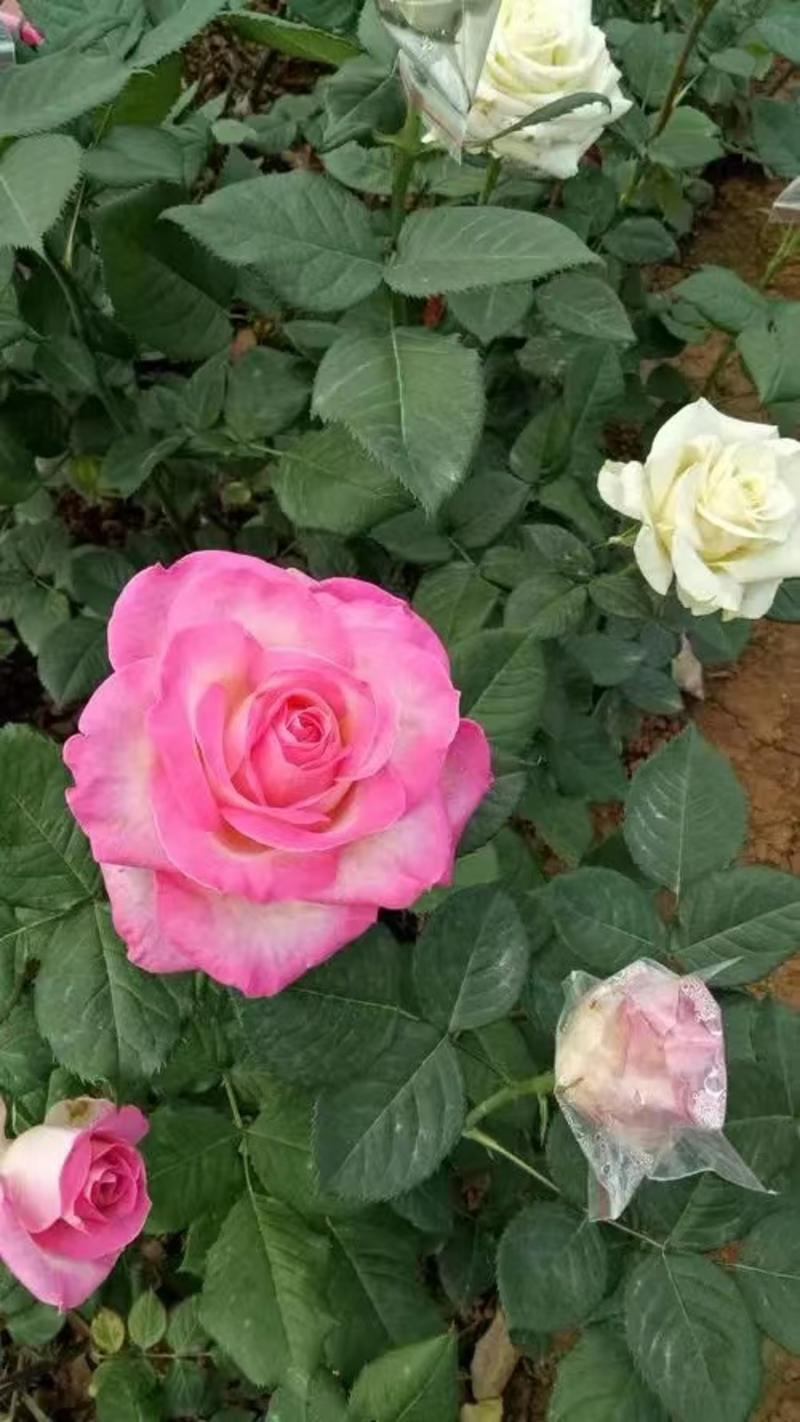 四季玫瑰玫瑰花源头产地成活率高