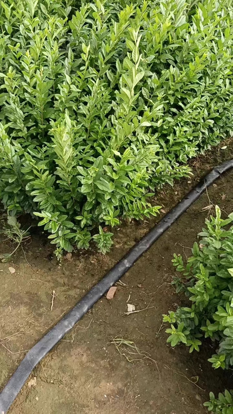 1.丁香苗，一棵就飘香，四季有景不迷茫。好看又吉祥