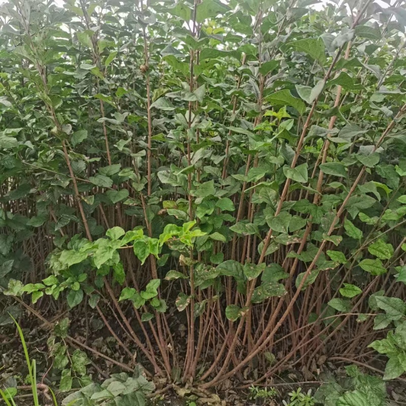 1.丁香苗，一棵就飘香，四季有景不迷茫。好看又吉祥