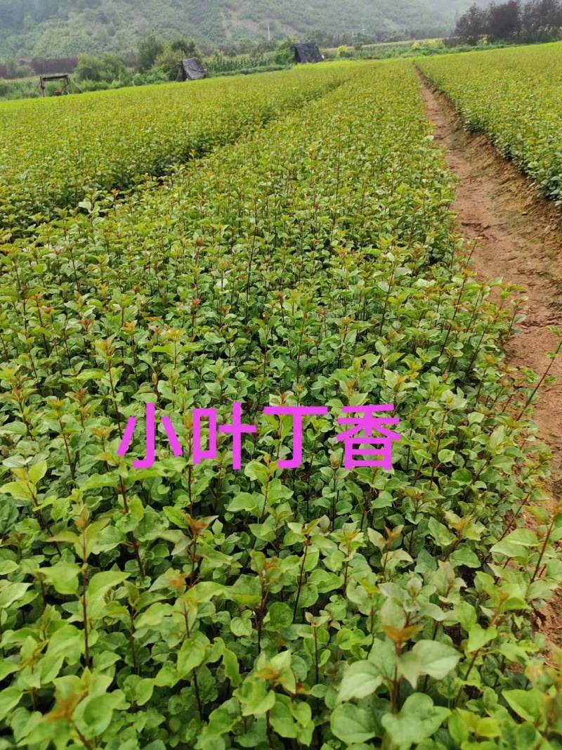 1.丁香苗，一棵就飘香，四季有景不迷茫。好看又吉祥