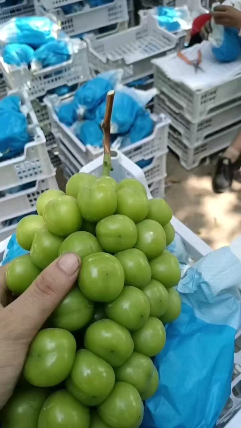 精品阳光玫瑰价格实惠大量现货糖度串型颗粒没问题欢迎订购