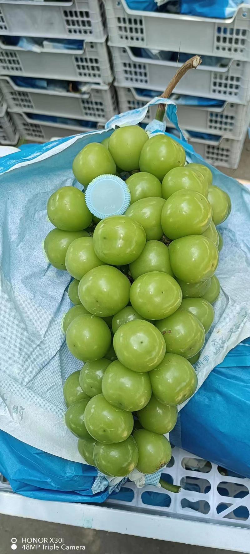 精品阳光玫瑰价格实惠大量现货糖度串型颗粒没问题欢迎订购