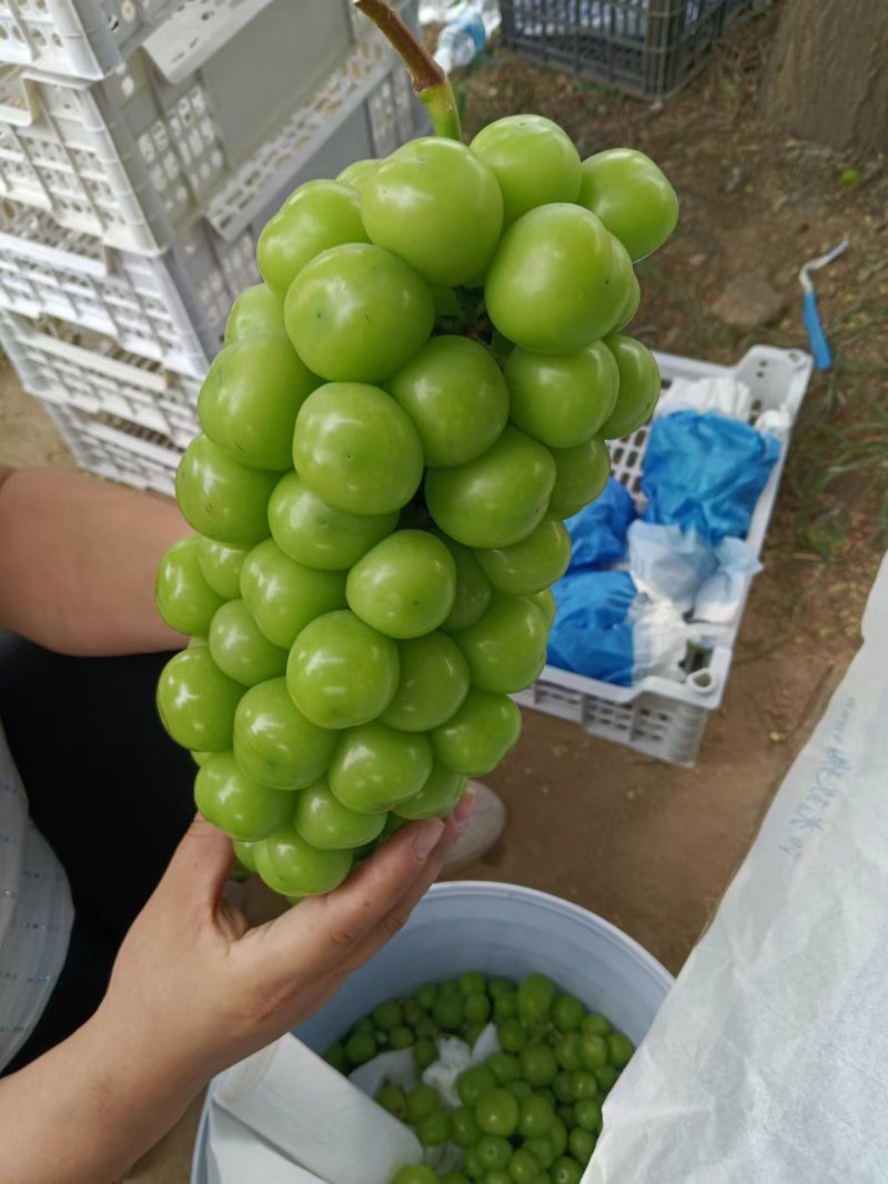 精品阳光玫瑰价格实惠大量现货糖度串型颗粒没问题欢迎订购