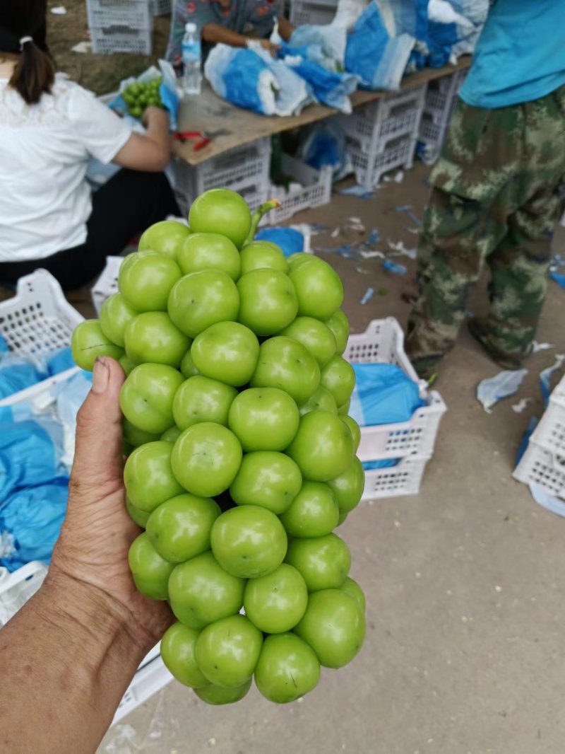 精品阳光玫瑰价格实惠大量现货糖度串型颗粒没问题欢迎订购