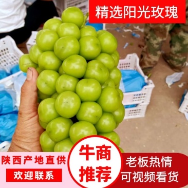 精品阳光玫瑰价格实惠大量现货糖度串型颗粒没问题欢迎订购