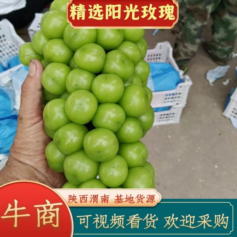精品阳光玫瑰葡萄，糖度高，串型好，颗粒大产地直发价格优惠