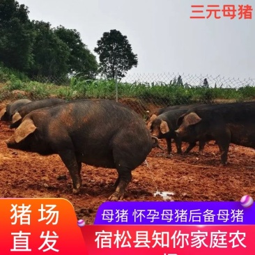 母猪怀孕母猪后备母猪半圈养吃草料健康好养