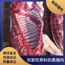 猪肉吃草料的黑猪肉半圈养1年时间左右