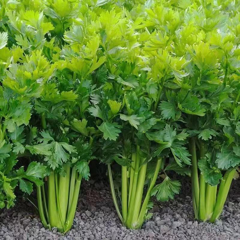 四季西芹芹菜种子叶柄宽厚心实纤维少生长速度快优质良种