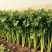 四季西芹芹菜种子叶柄宽厚心实纤维少生长速度快优质良种