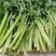 四季西芹芹菜种子叶柄宽厚心实纤维少生长速度快优质良种