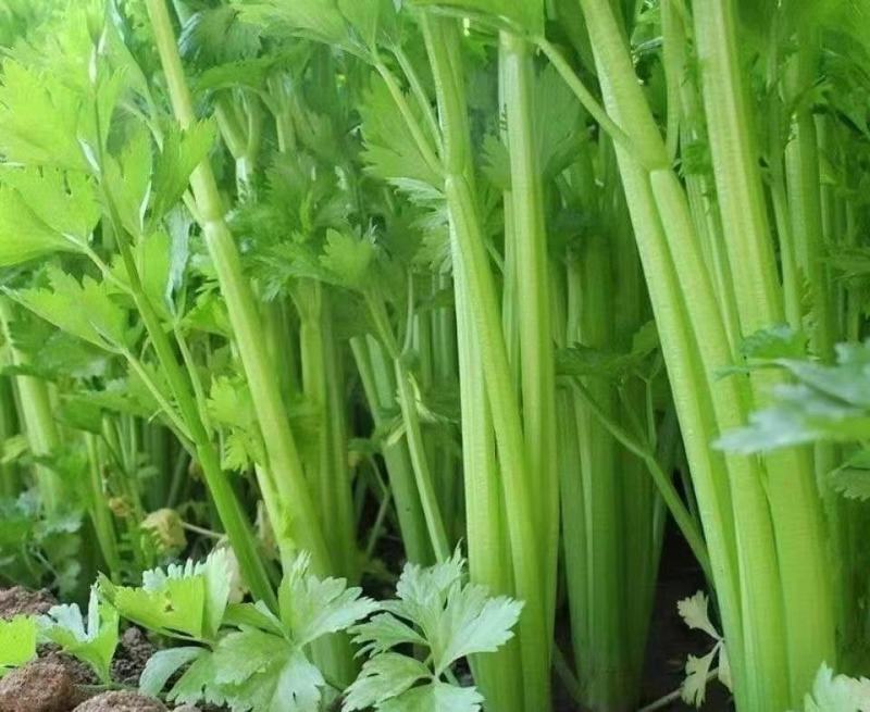 四季西芹芹菜种子叶柄宽厚心实纤维少生长速度快优质良种