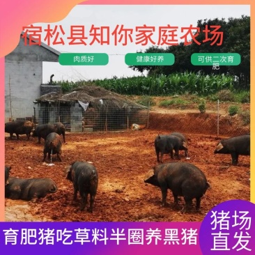 育肥猪吃草料半圈养的黑猪健康好养可供二次育肥
