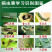 16%甲维茚虫威稻纵卷叶螟小菜蛾菜青虫食心虫二化螟玉米螟