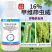 16%甲维茚虫威稻纵卷叶螟小菜蛾菜青虫食心虫二化螟玉米螟