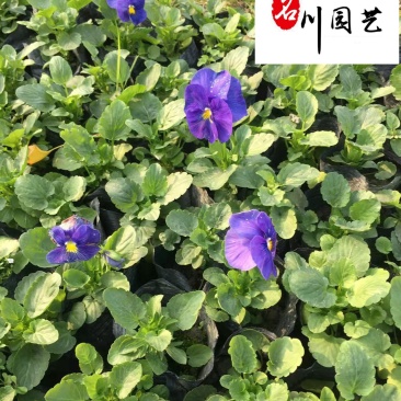 基地直供三色堇耐寒绿化租摆草花三色堇多种颜色现货