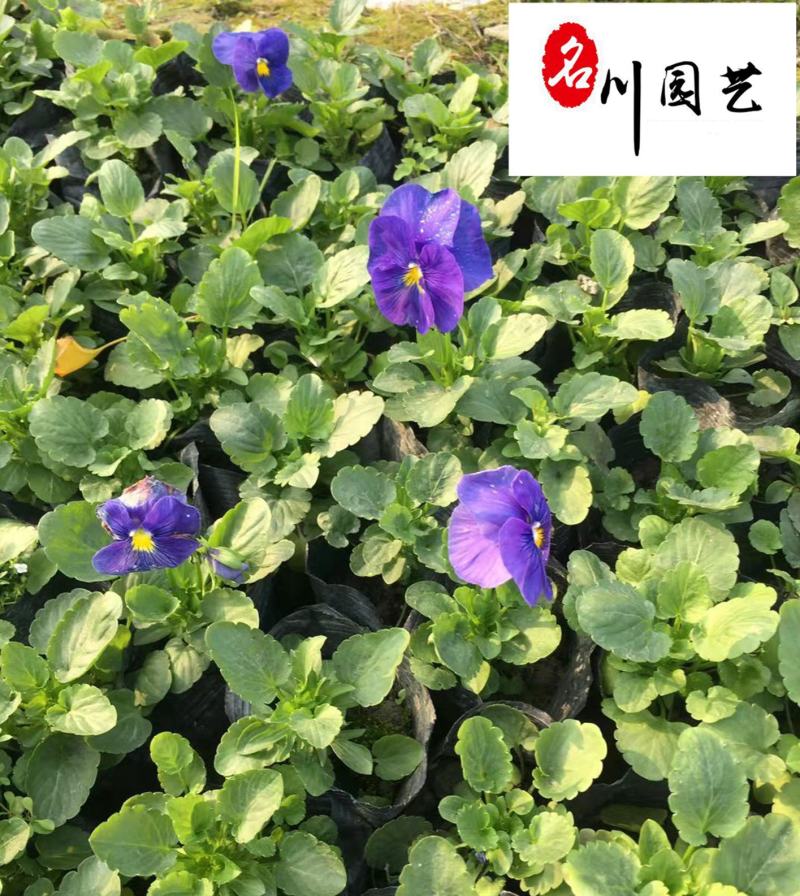 基地直供三色堇耐寒绿化租摆草花三色堇多种颜色现货