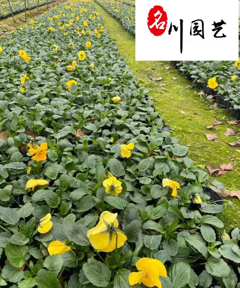 基地直供三色堇耐寒绿化租摆草花三色堇多种颜色现货