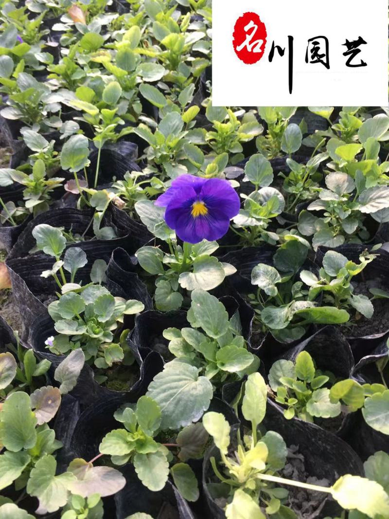 基地直供三色堇耐寒绿化租摆草花三色堇多种颜色现货