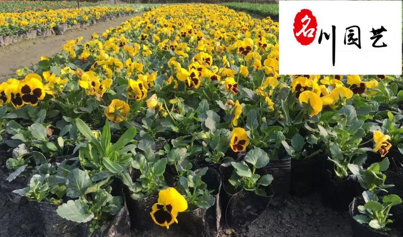 基地直供三色堇耐寒绿化租摆草花三色堇多种颜色现货