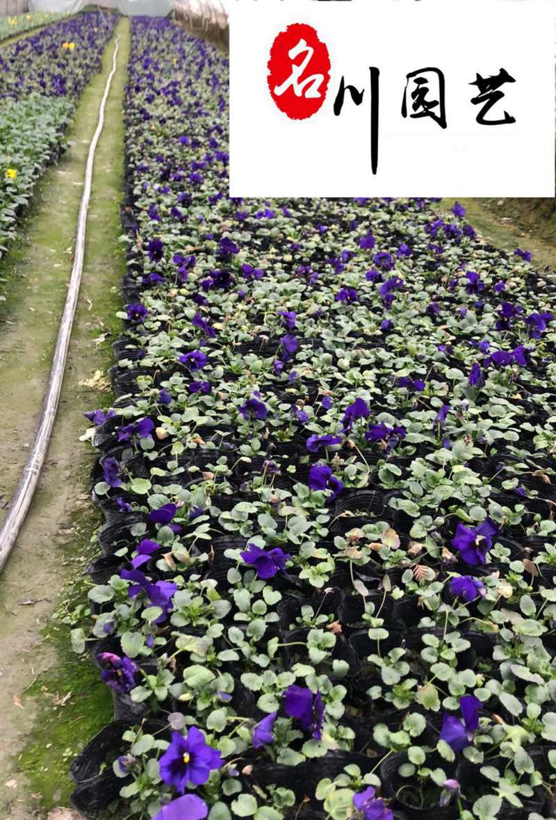 基地直供三色堇耐寒绿化租摆草花三色堇多种颜色现货