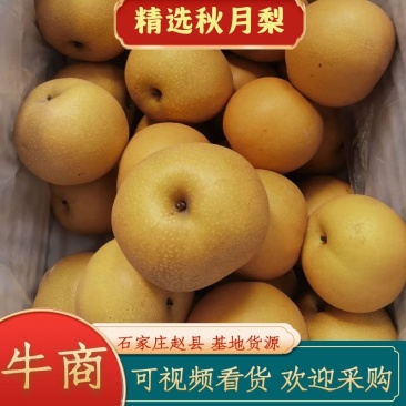 秋月梨含糖量高皮薄肉厚汁水多欢迎电话联系