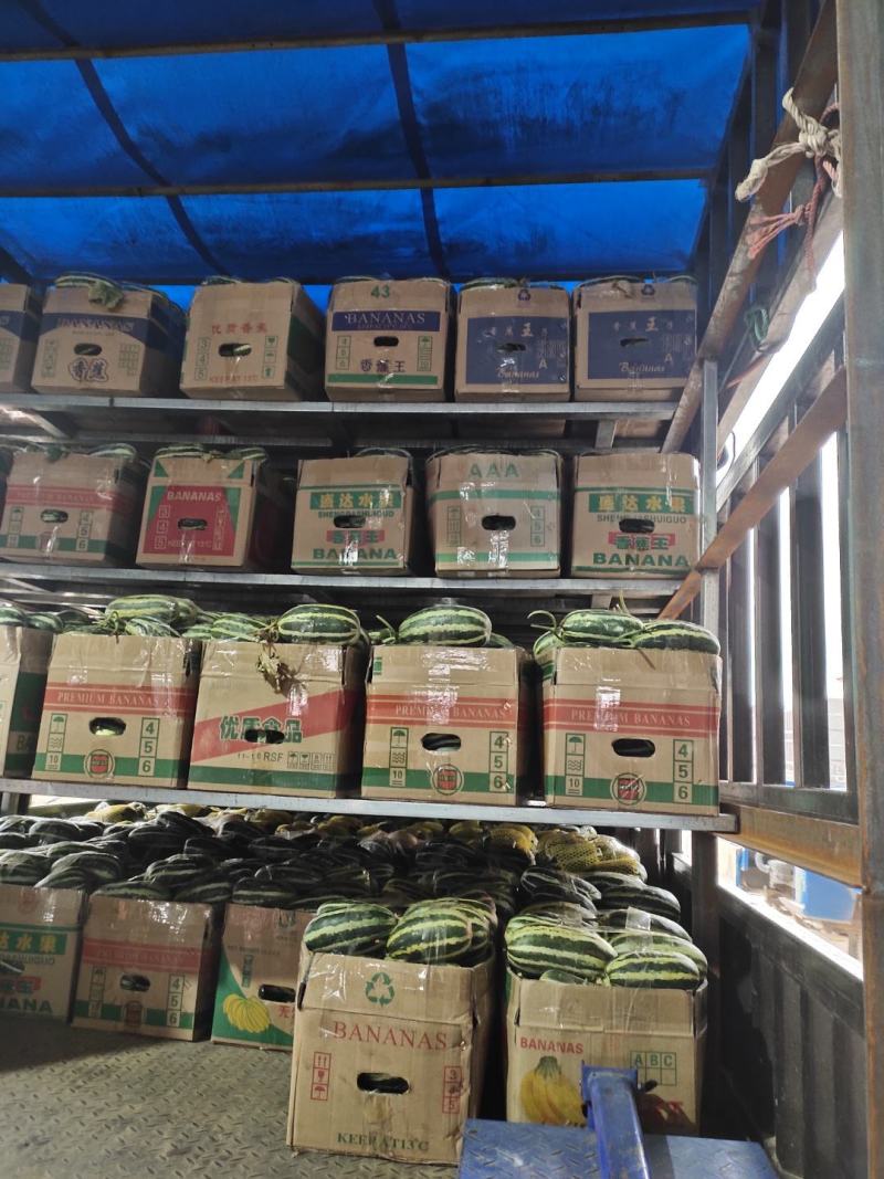 精品博洋甜瓜品质保证大量批发货源充足量大可优惠