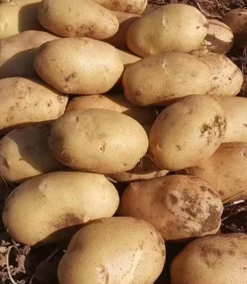 张北土豆优质土豆，实验1号土豆，万亩种植面积