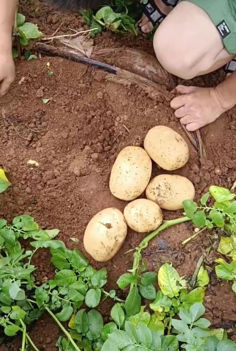 张北土豆优质土豆，实验1号土豆，万亩种植面积