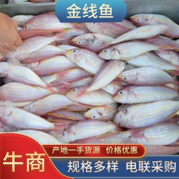 金线鱼规格齐全冰鲜批发一手货源有需欢迎致电