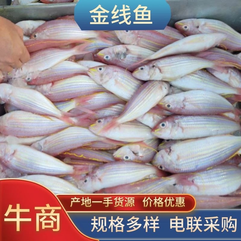 金线鱼规格齐全冰鲜批发一手货源有需欢迎致电