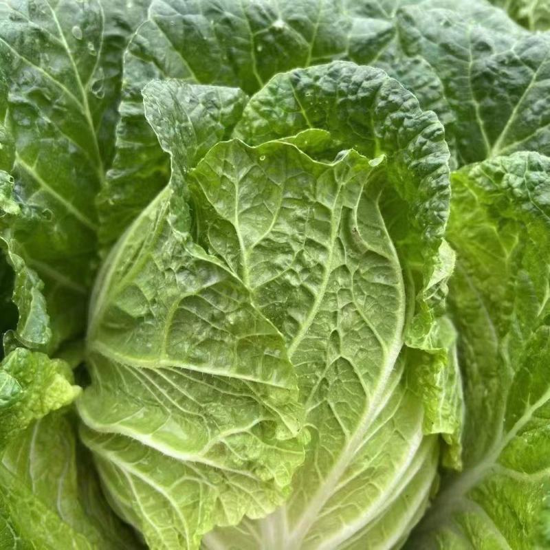 优质精品黄心大白菜一手货源万亩规模价格便宜专业代发
