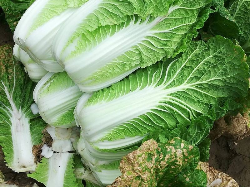 优质精品黄心大白菜一手货源万亩规模价格便宜专业代发