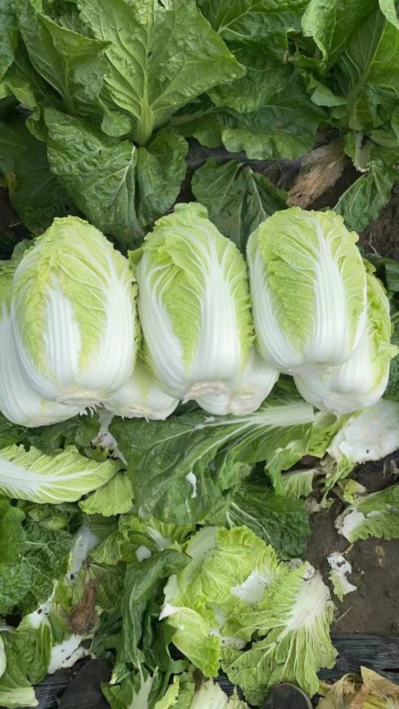 优质精品黄心大白菜一手货源万亩规模价格便宜专业代发
