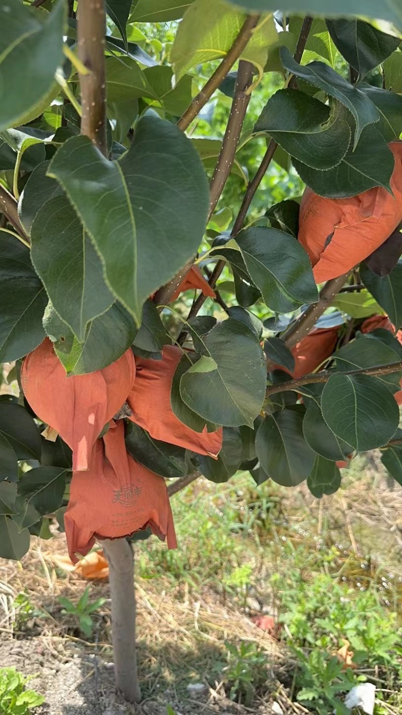 圆黄梨大量上市产地直发保质保量清脆可口欢迎订购