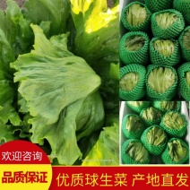 【球生菜】善和圆鑫球生菜产地直发对接市场电商工厂