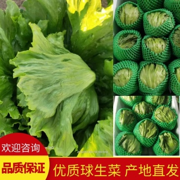 【生菜】善和圆鑫精品球生菜基地种植冷库加工品质保证