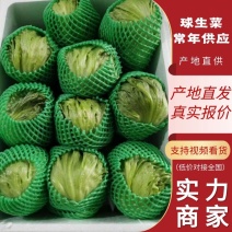 【生菜】善和圆鑫生菜基地种植深加工冷链运输全国发货